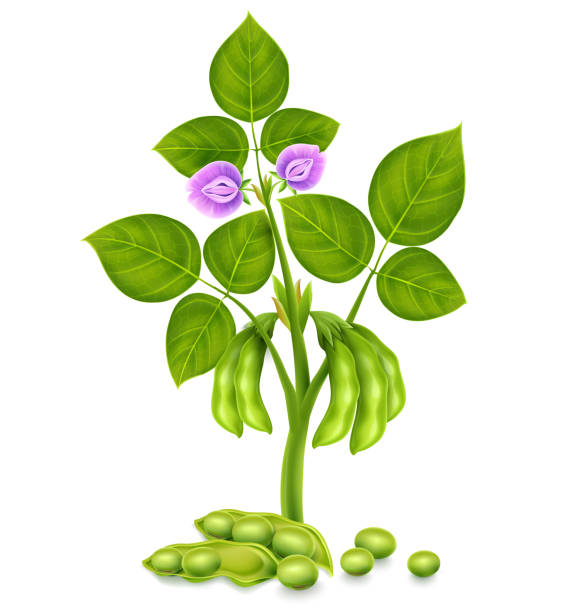 soja-pflanzenbohnen mit grünen blättern, blumen und hülsen. vektor. abbildung. - soybean isolated seed white background stock-grafiken, -clipart, -cartoons und -symbole