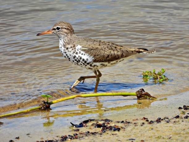 istock Spotted Sandpiper (Actitis macularius) at water's edge near a Florida lake 1226643541