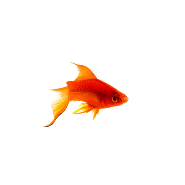Orange aquarium fish. Green swordtail - Xiphophorus brevis Red Swordtail Male Xiphophorus Helleri aquarium fish isolated on white longfin spadefish stock pictures, royalty-free photos & images