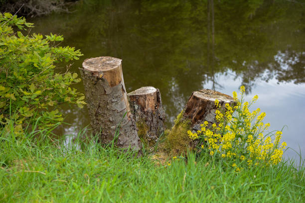 istock Tree stumps on a lake with  flowers and  grass 1226646602