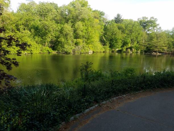 istock Central Park lake with green reflection in early morning 1226646836
