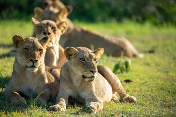 istock A pride of lions 1226649730