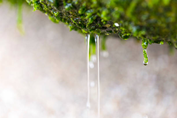 Moss with water drops, macro, beautiful nature background with copy space, full frame horizontal composition