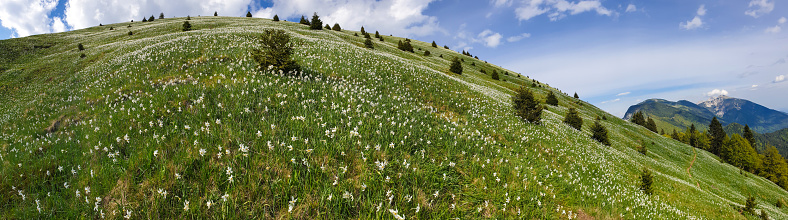 The mountain slope covered with daffodils on Mala Golica mountain on sunny day, Slovenia.