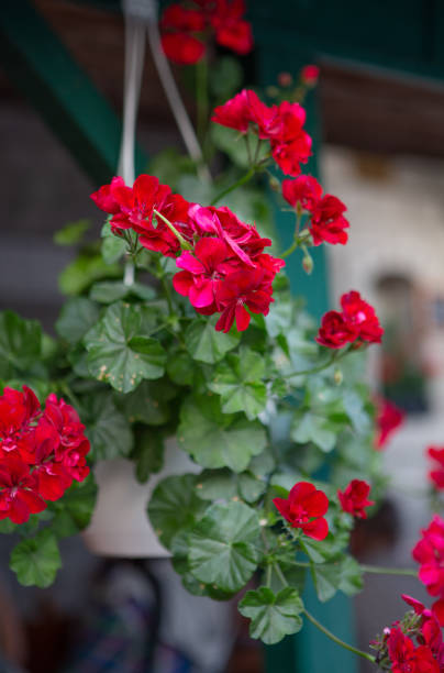 Pelargonium geranium. Red flowering plants in a pot. Vegetative background. Floriculture concept.