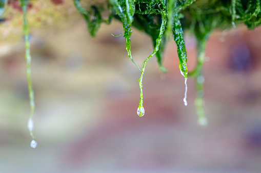 Moss with water drops, macro, beautiful nature background with copy space, full frame horizontal composition
