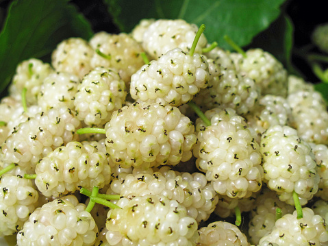 Fresh mulberries macro shot concept of healthy food and vitamins.