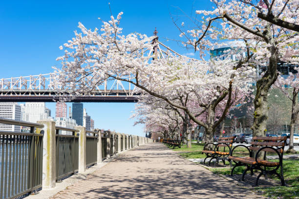 istock Empty Walkway with White Flowering Cherry Blossom Trees and Benches during Spring on Roosevelt Island in New York City 1226654321