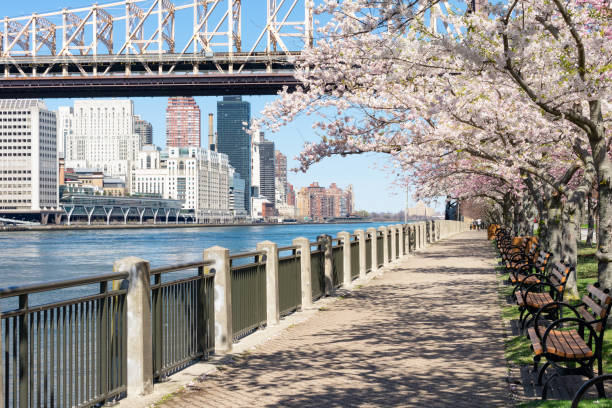 istock Empty Walkway with White Flowering Cherry Blossom Trees and Benches during Spring on Roosevelt Island in New York City 1226654334