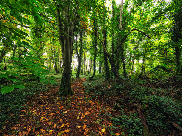 Forest landscape with trees, moss and ferns