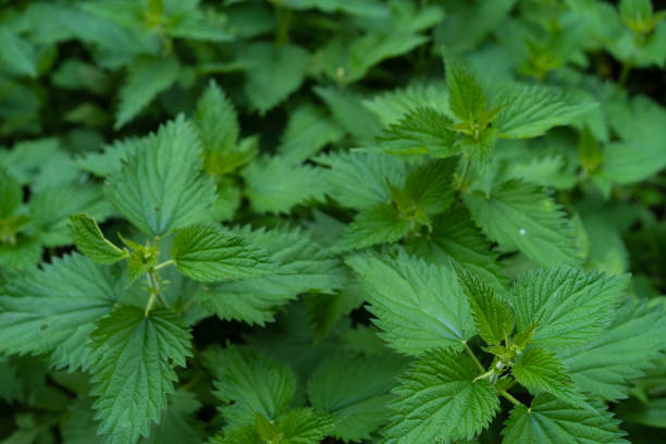 istock Nettle growing in the ground 1226655755
