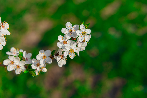 white flower blossom spring time floral scenic view nature photography with vivid green grass unfocused background space