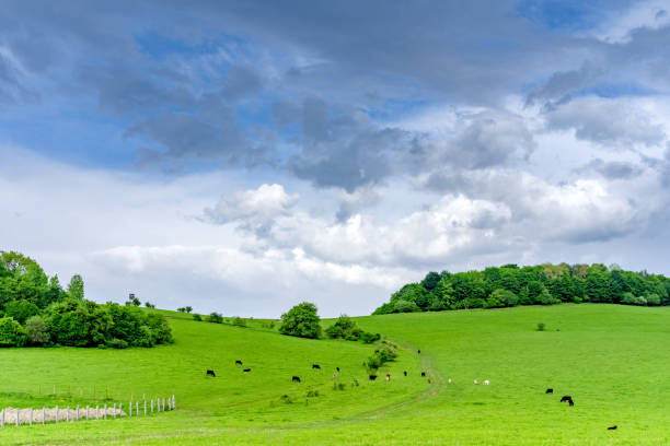 istock Mountain meadows landscape on a clear day after rain 1226656008