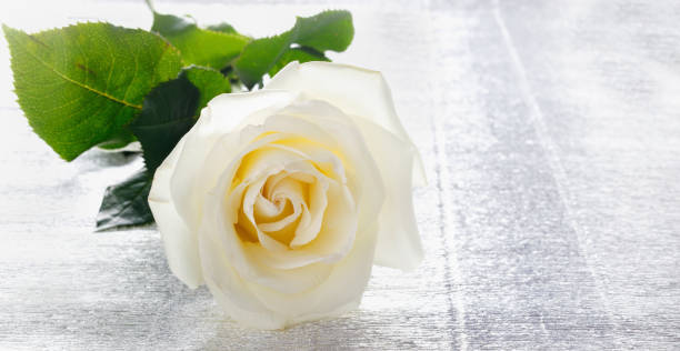 istock Beautiful white rose for Valentine's day or wedding on table 1226657031