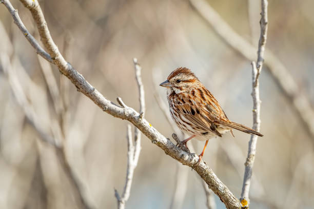 istock Small song sparrow perched on a tree branch on a blurred background 1226661458