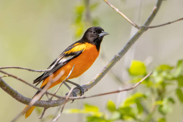 Small Baltimore oriole perched on a tree branch under a blurred background stock photo