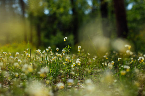 istock forest vegetation flowers meadow sunlit morning freshness 1226661748