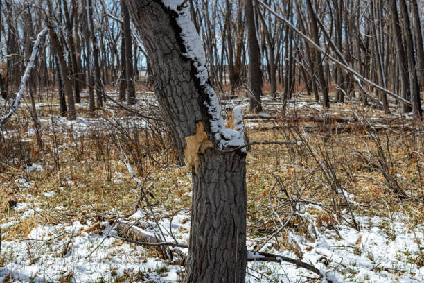 Early morning snow dusts the scenery in Cherry Creek State Park