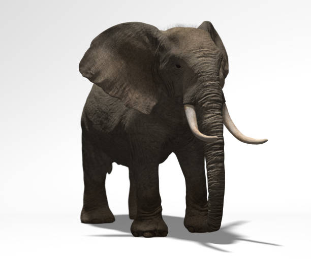 istock young African elephant isolated on white 1226662962