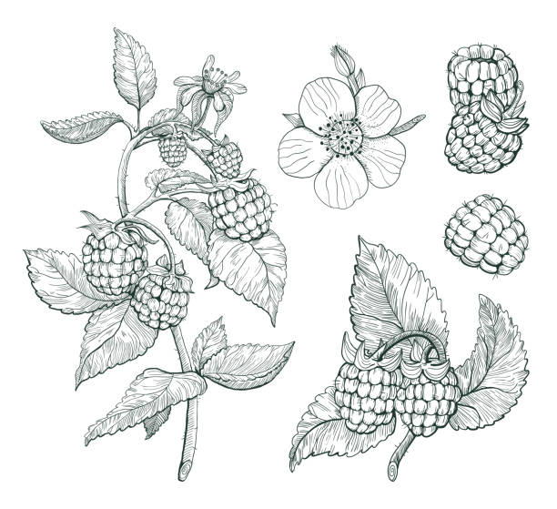 illustrations, cliparts, dessins animés et icônes de ensemble de vecteurs de framboise. croquis de branche de baie, dessin isolé de framboise sur le fond blanc. - raspberry berry fruit fruit backgrounds
