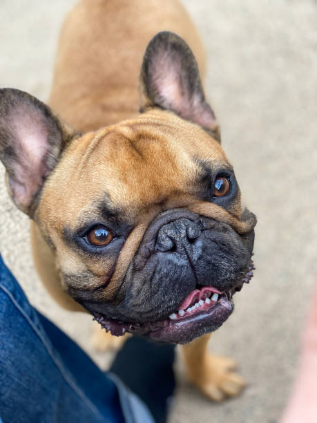 istock Brown French Bulldog - Smiling 1226664779