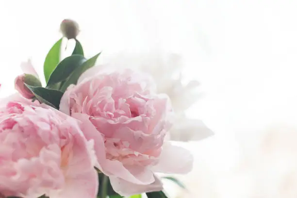 Photo of Bouquet of delicate pink peonies in the early morning.