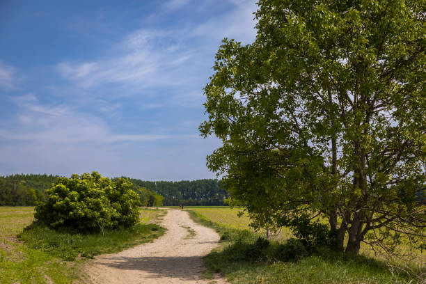 istock Dirt road near the river Small Danube 1226667181