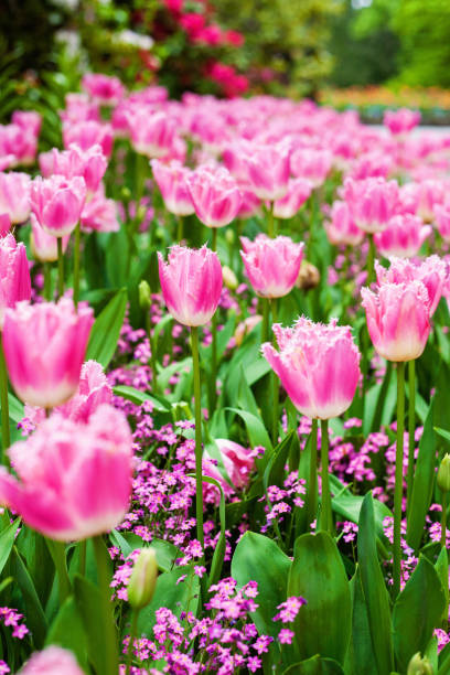 istock Tulips and Forget-me-nots 1226667295