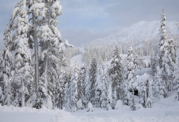 istock Deep, fresh snow covers a forest and mountain 1226669009