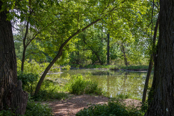 istock Landscape by the river Little Danube 1226669561