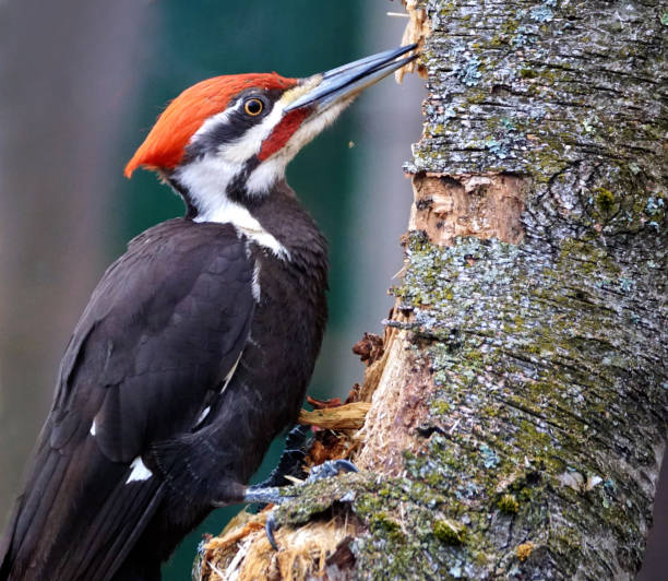 ekstremalne zbliżenie ułożonego dzięcioła dziobania na drzewie - pileated woodpecker animal beak bird zdjęcia i obrazy z banku zdjęć