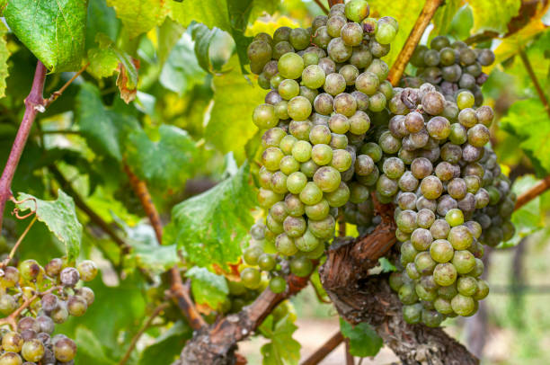 close-up of chardonnay wine grapes on vine - agriculture purple vine grape leaf imagens e fotografias de stock