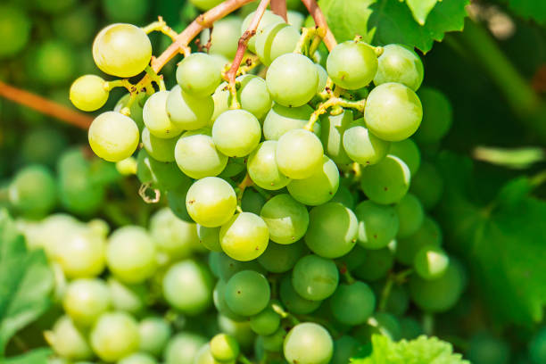 um monte de uvas cresce no jardim. frutos verdes na luz do sol diurna. vintage no país. - grape white grape green muscat grape - fotografias e filmes do acervo