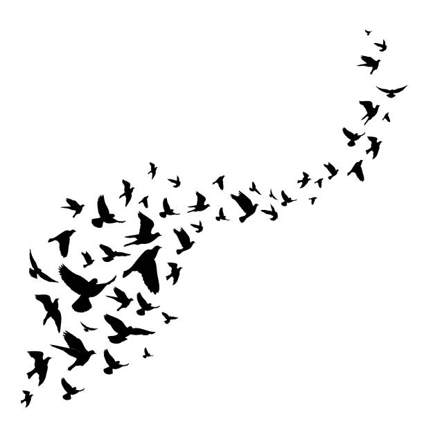 ilustraciones, imágenes clip art, dibujos animados e iconos de stock de ilustración de silueta de aves voladoras. fondo vectorial - 5954