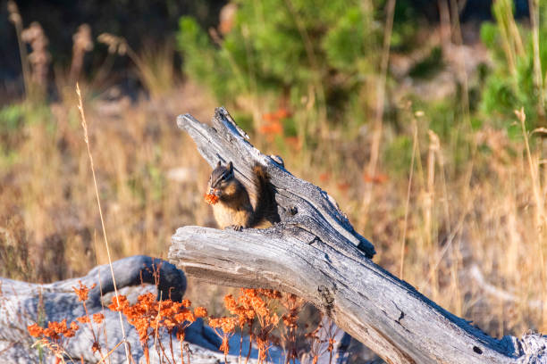 Chipmunk daily routine