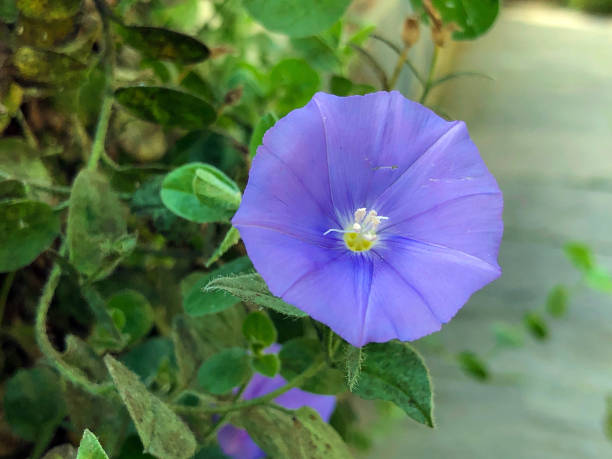 istock The ground blue-convolvulus (Convolvulus sabatius), Blue rock bindweed or Kusten-Windse or Kuesten-Winde - Botanical Garden St. Gallen, Switzerland / The Botanical Garden St. Gallen, Switzerland 1226674926