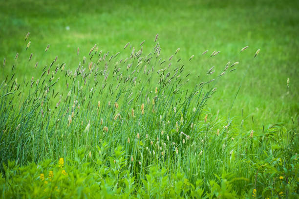 istock Meadow in a summer day٫ Cambridge 1226677111