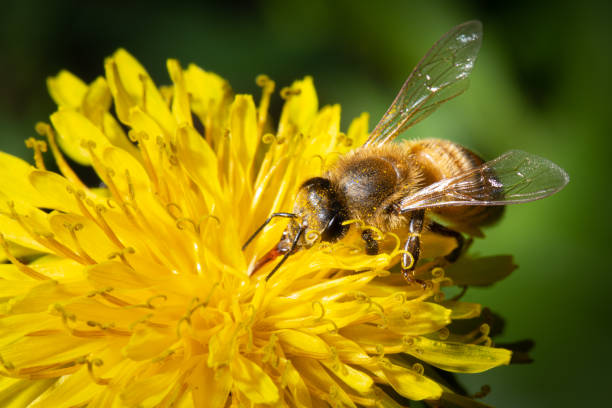 A bee collects nectar on a yellow dandelion flower A bee collects nectar on a yellow dandelion flower at springtime. Close-up-macro view bees drinking nectar stock pictures, royalty-free photos & images