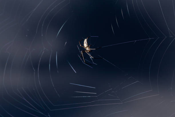 istock Garden spider weaves a web. Dark blue blurred background 1226678092