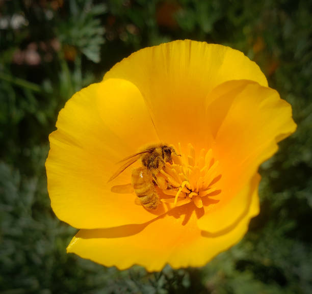 Pszczoła miodna Zapylanie California Poppy – zdjęcie