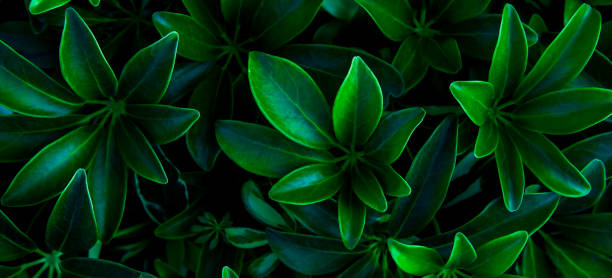 istock green leaves for background and wallpaper 1226680346