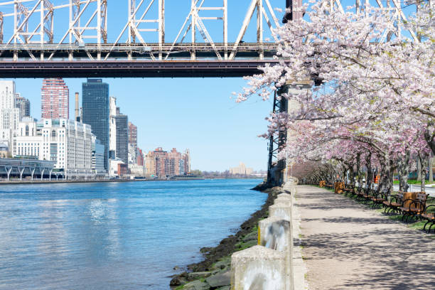 istock Empty Walkway with White Flowering Cherry Blossom Trees and Benches during Spring on Roosevelt Island in New York City 1226681063