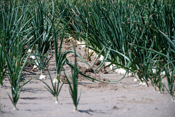 Onions growing in ground stock photo