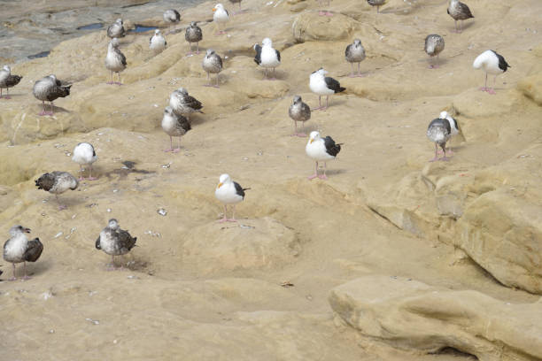 istock Seagulls at San diego, California 1226682515