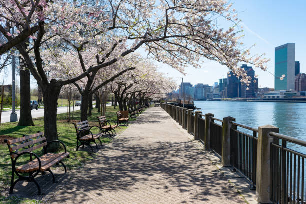 istock Empty Walkway with White Flowering Cherry Blossom Trees and Benches during Spring on Roosevelt Island in New York City 1226682638