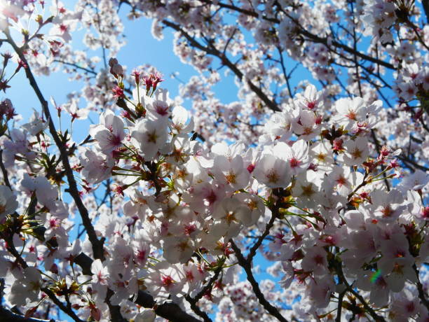 istock A photo looking up at cherry blossoms on a sunny day 1226683326
