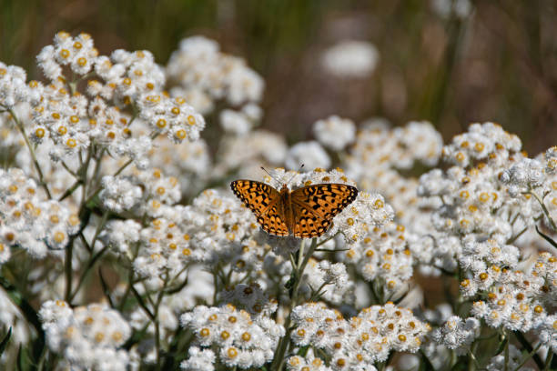 Painted Lady butterfly on pearly everlasting stock photo