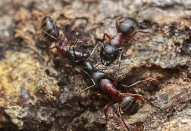 istock Carpenter ants, Camponotus on coniferous wood 1226684993