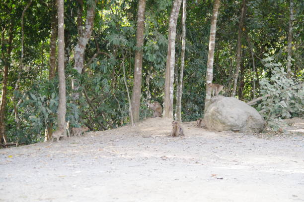istock World Natural Heritage Site Khao Yai National Park 1226685789