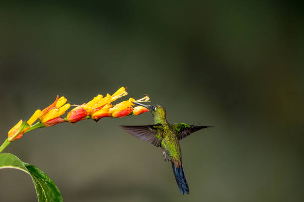 istock Hummingbird and Flower in Ecuador 1226685947